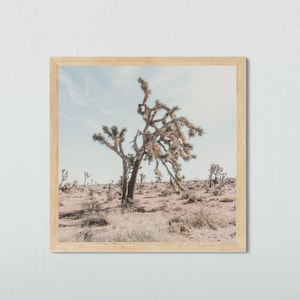 Joshua Tree Print, National Parks Poster, Designer Photography, Square Print, Boho Desert Print