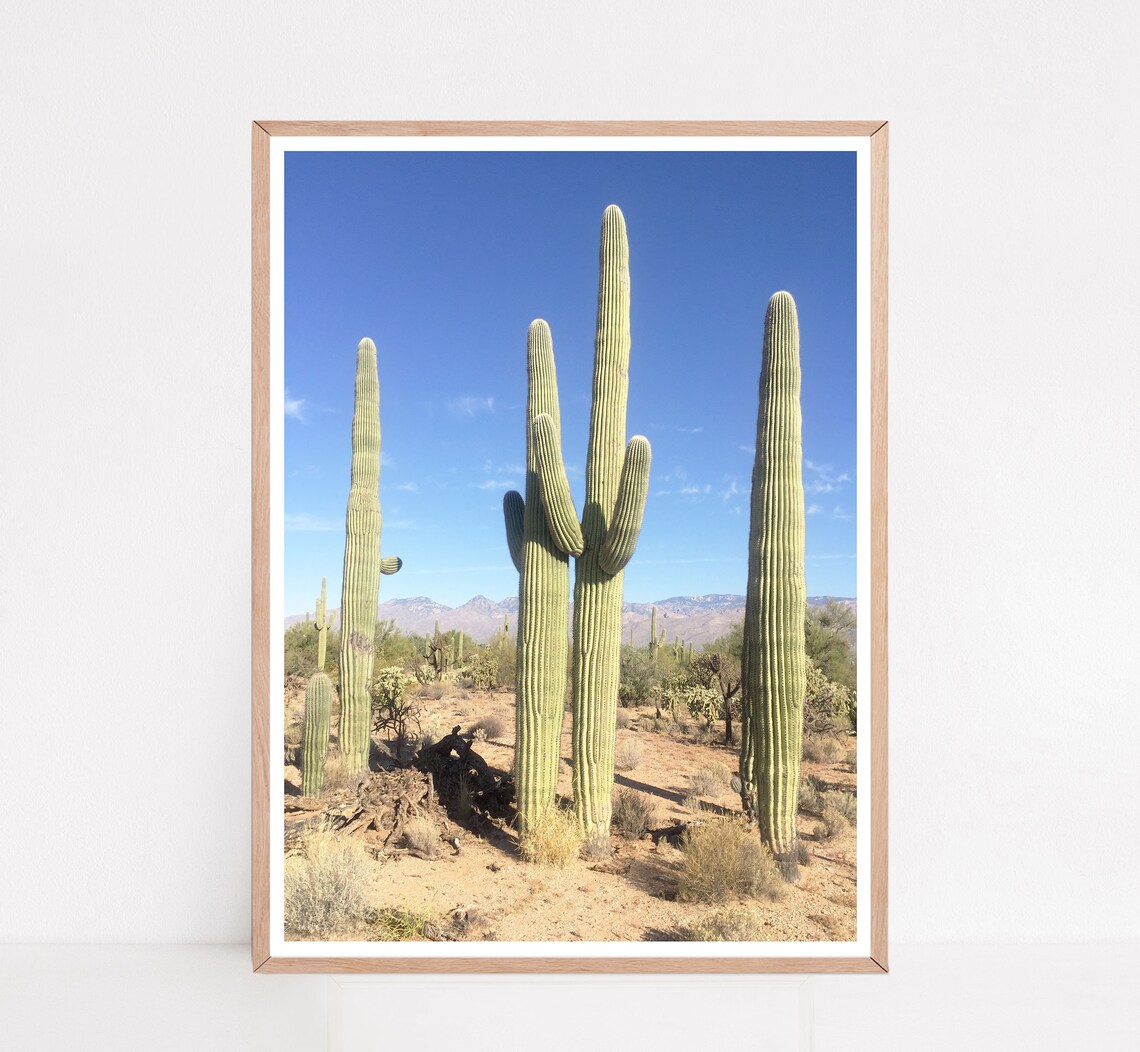 Cactus Wall Art Arizona Print Cactus Prints Desert Etsy