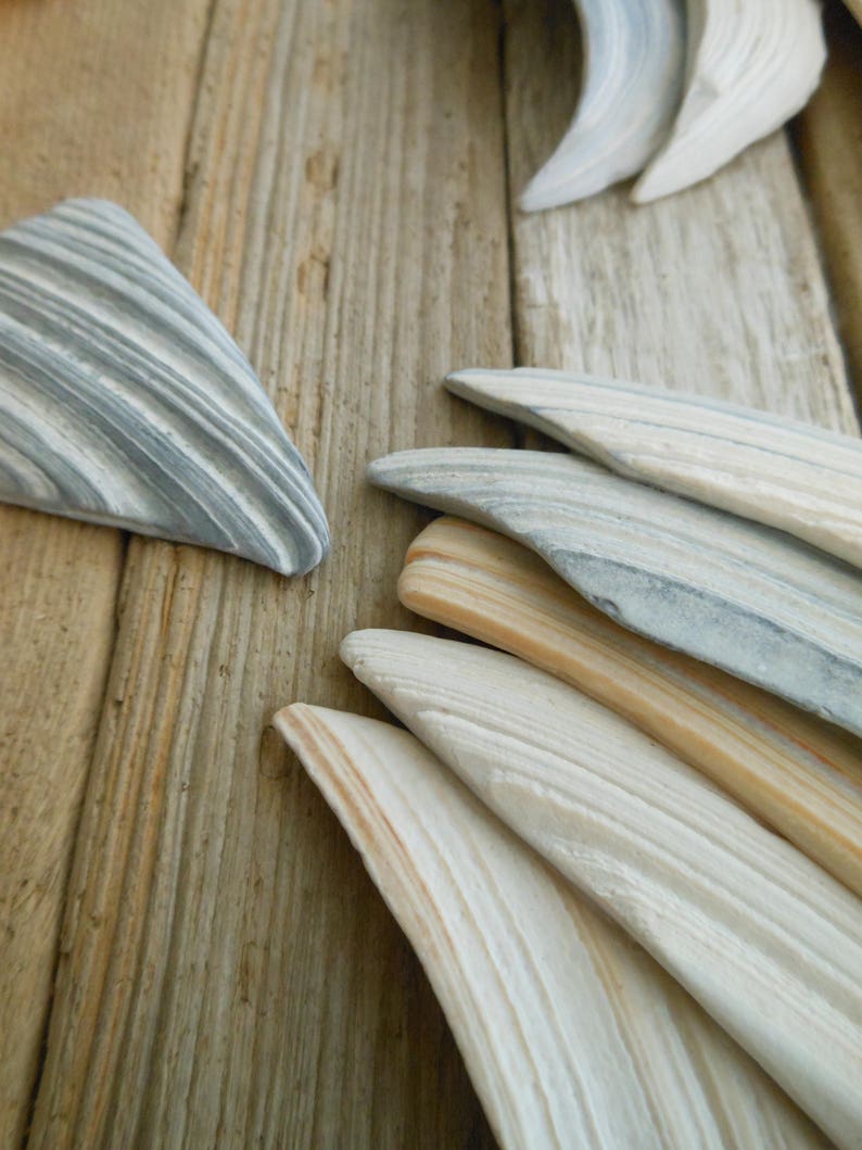 Seashell & Driftwood Wall Artwishing Upon a Shooting Star Etsy