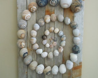 Driftwood Wall Art | Shark's Eye SeaShell Meditation Spiral | Hamptons NY Driftwood & Moon Snail Shells | Coastal | Lake | Beach House Decor