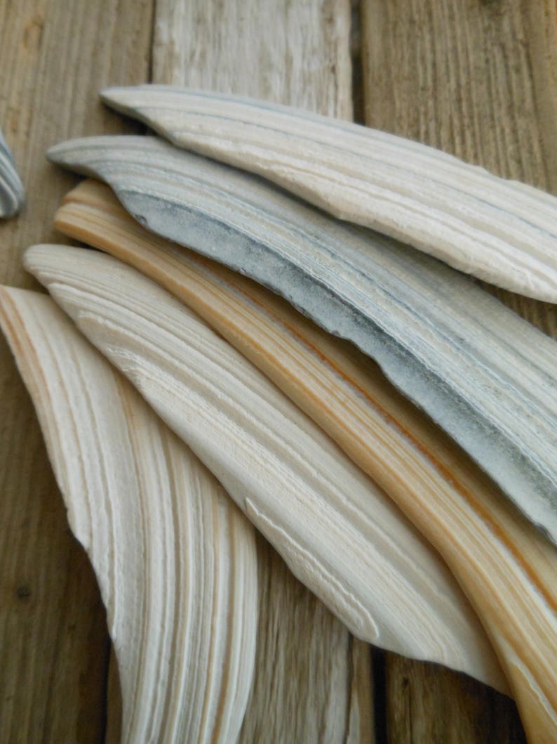 Seashell & Driftwood Wall Artwishing Upon a Shooting Star Etsy