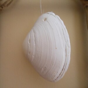 Driftwood Wall / Window Art White Clam Shell Floating in - Etsy