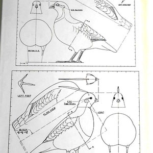 Puede incluir: Un dibujo a l&iacute;nea de un p&aacute;jaro, que muestra diferentes vistas del cuerpo del p&aacute;jaro, incluyendo una vista en planta, una vista de perfil y una vista en secci&oacute;n. El dibujo incluye etiquetas para el ojo, la articulaci&oacute;n y el pie.