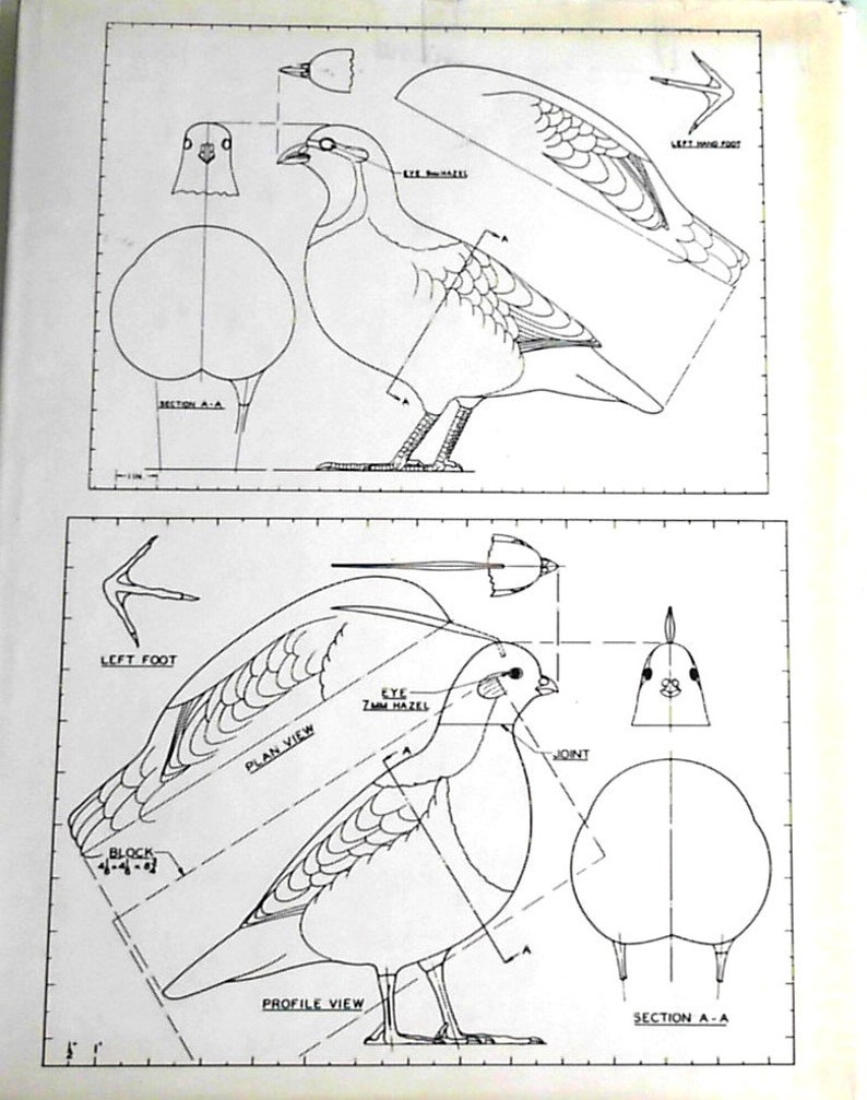 Puede incluir: Un dibujo a l&iacute;nea de un p&aacute;jaro, que muestra diferentes vistas del cuerpo del p&aacute;jaro, incluyendo una vista en planta, una vista de perfil y una vista en secci&oacute;n. El dibujo incluye etiquetas para el ojo, la articulaci&oacute;n y el pie.