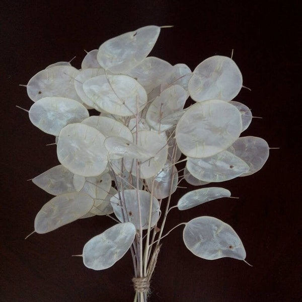 10 Lunaria Branches 8/10" long, Money Plant, dried Silver Dollar Plant, SMALL Bouquet of dried Lunaria, silver dollar leaves