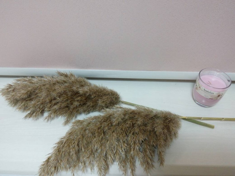 fluffy big Beige Plume Dried pampas grass