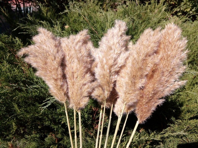 Dried pampas grass fluffy Reed Plume grass Etsy