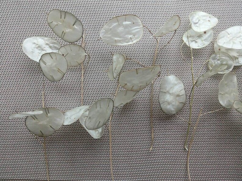 dried Lunaria Money Plant silver dollar leaves dried Silver Dollar Plant Lunaria branches craft supply Small Branches Lunaria Biennis