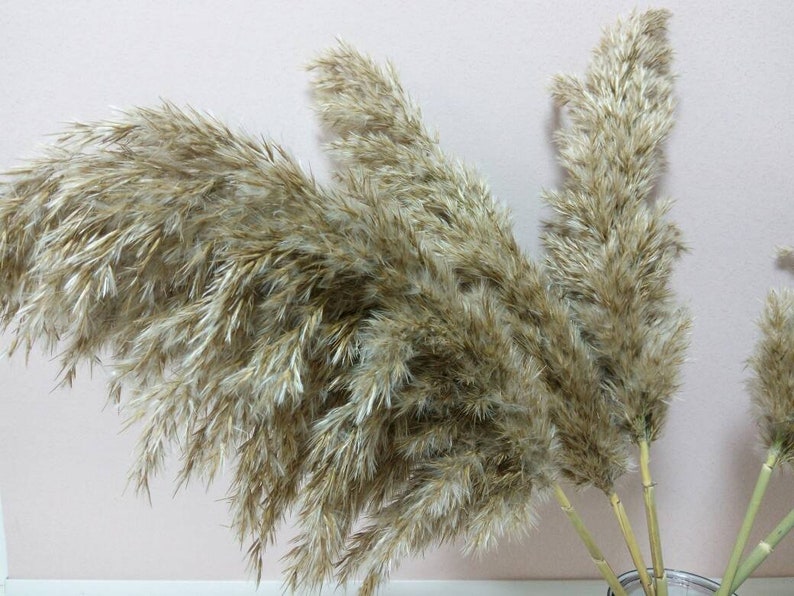 fluffy big Beige Plume Dried pampas grass