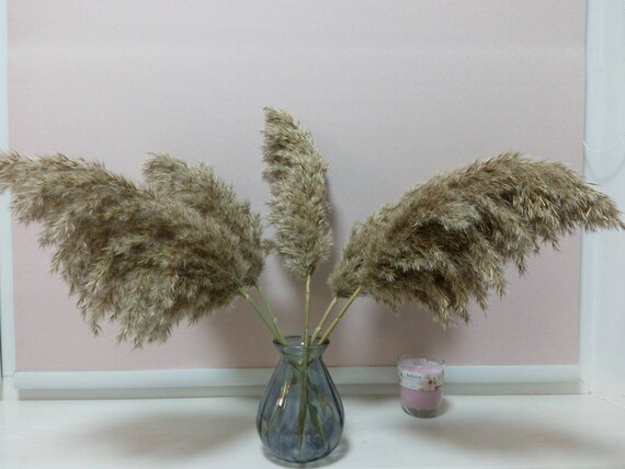 fluffy big Beige Plume Dried pampas grass