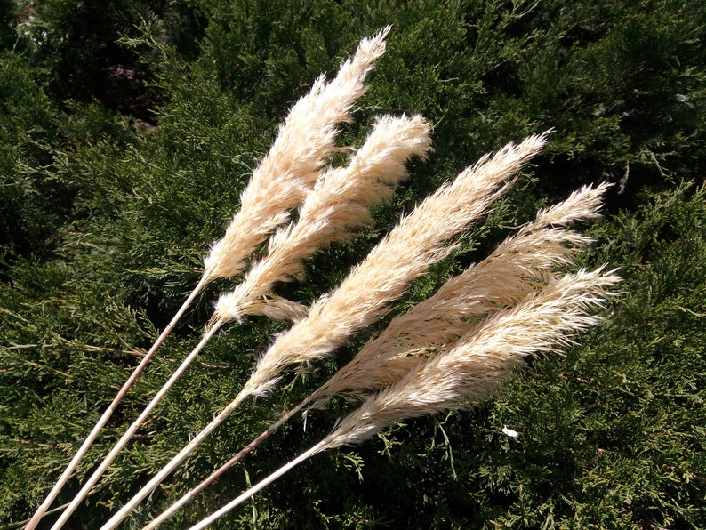 Dried pampas grass/Colored Reed grass/Yellow Blond color/dried Etsy