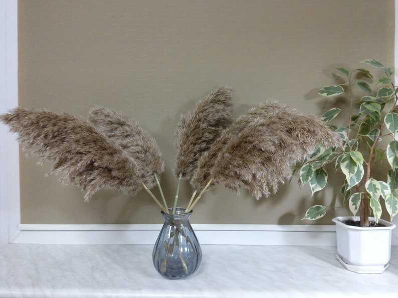 fluffy big Beige Plume Dried pampas grass