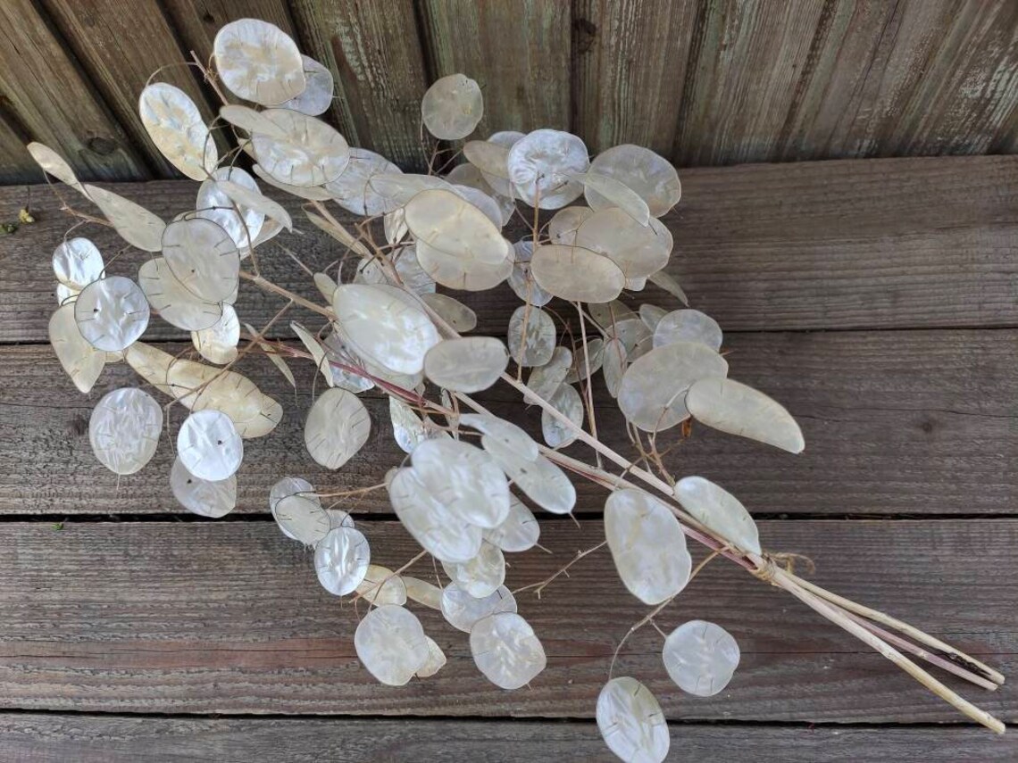 20-3-branches-lunaria-biennis-money-plant-dried-silver-etsy