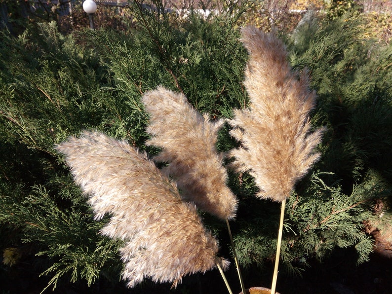 Dried pampas grass fluffy Reed Plume grass Etsy