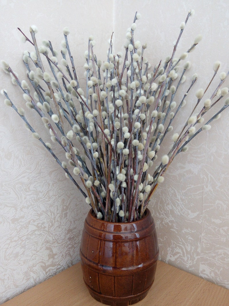 Dried pussy willow branches for sale — img 11