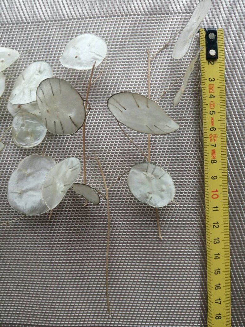 dried Lunaria Money Plant silver dollar leaves dried Silver Dollar Plant Lunaria branches craft supply Small Branches Lunaria Biennis