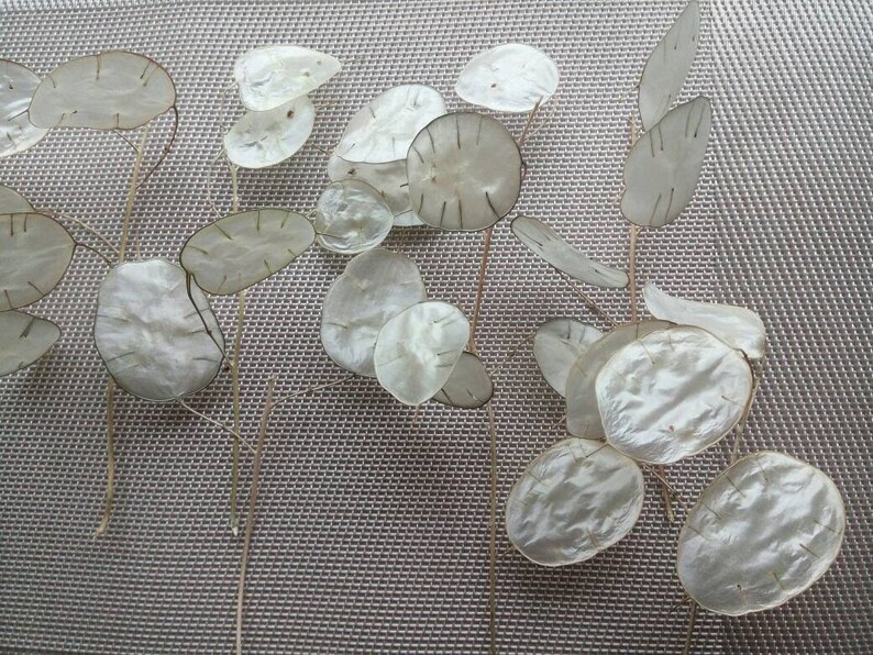 dried Lunaria Money Plant silver dollar leaves dried Silver Dollar Plant Lunaria branches craft supply Small Branches Lunaria Biennis
