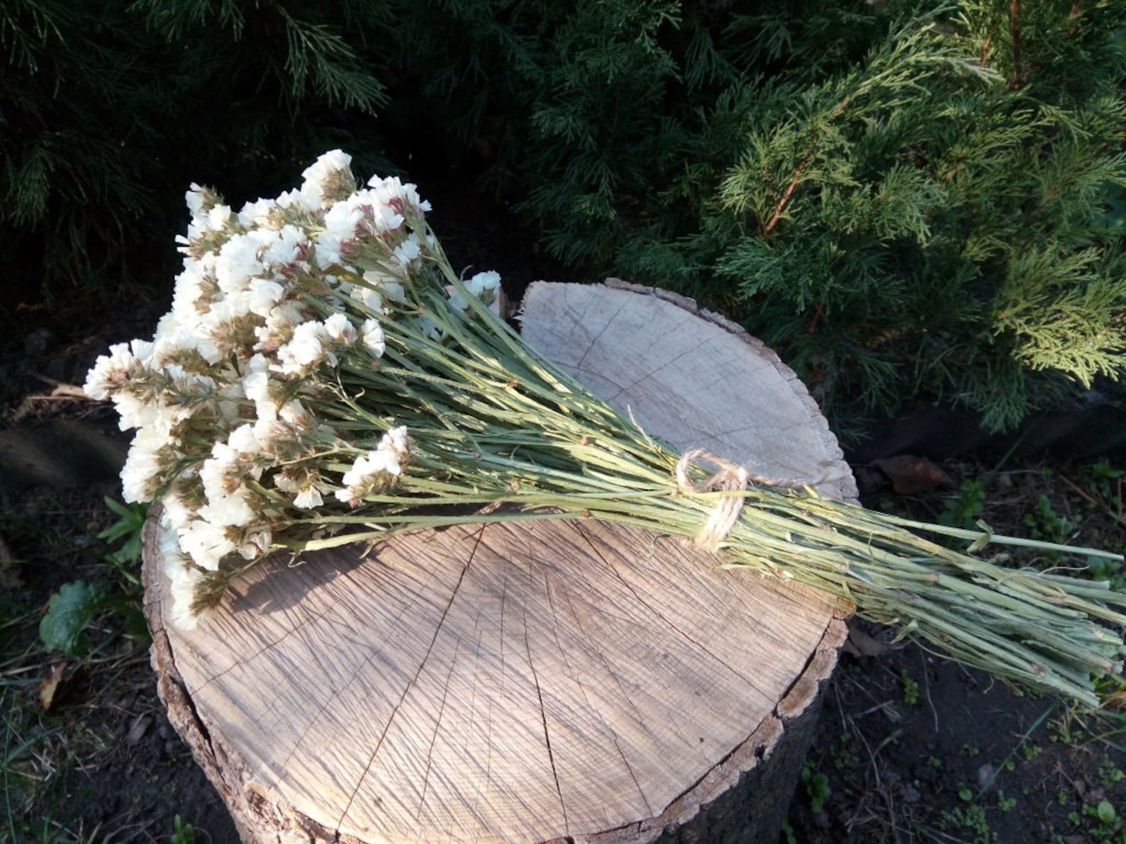 Dried White LIMONIUM white statice wedding flower bouquet a Etsy