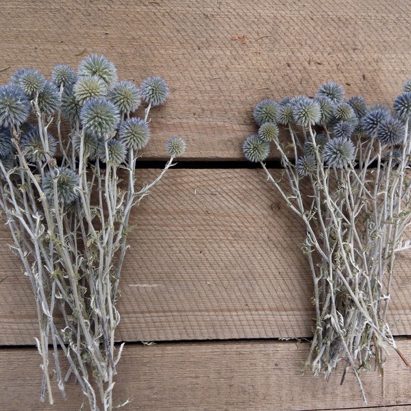 Pale color Dusty Blue globe thistle, 25 short stems, Echinops