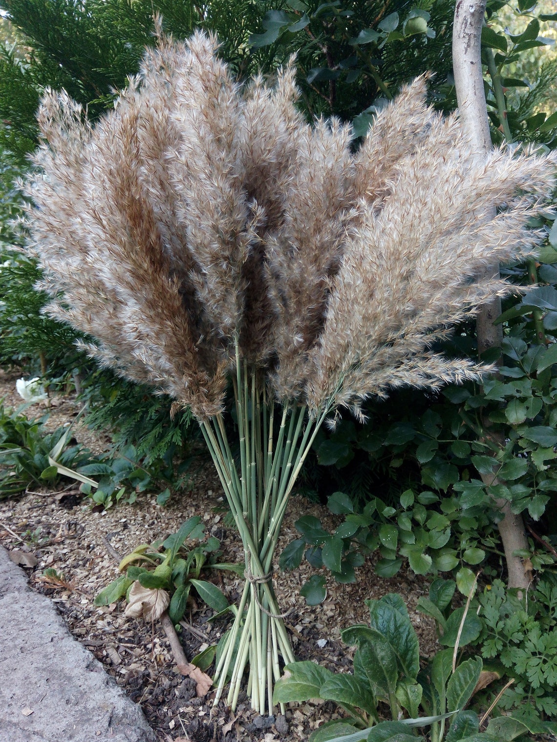 Dried pampas grass 20 long 15 SMALLsized Reed grass Etsy