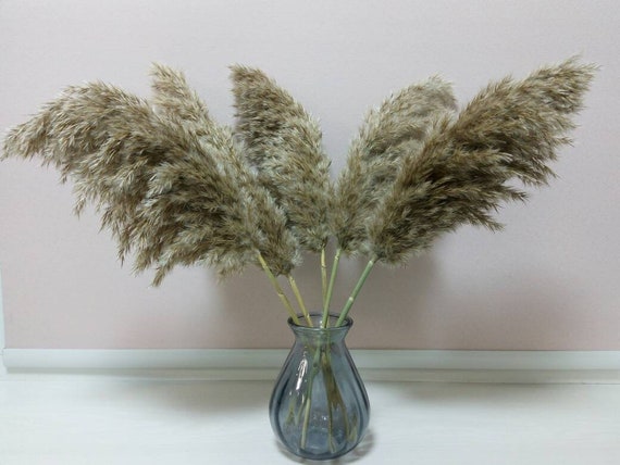 fluffy big Beige Plume Dried pampas grass