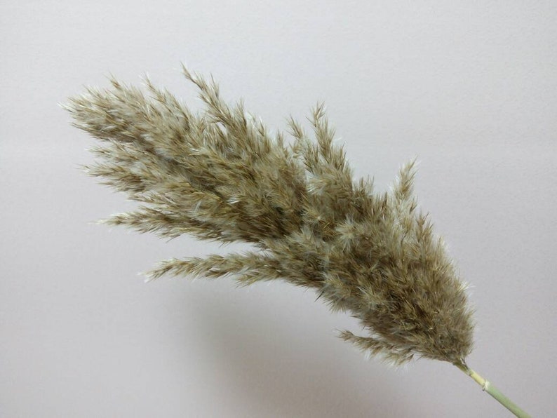 fluffy big Beige Plume Dried pampas grass