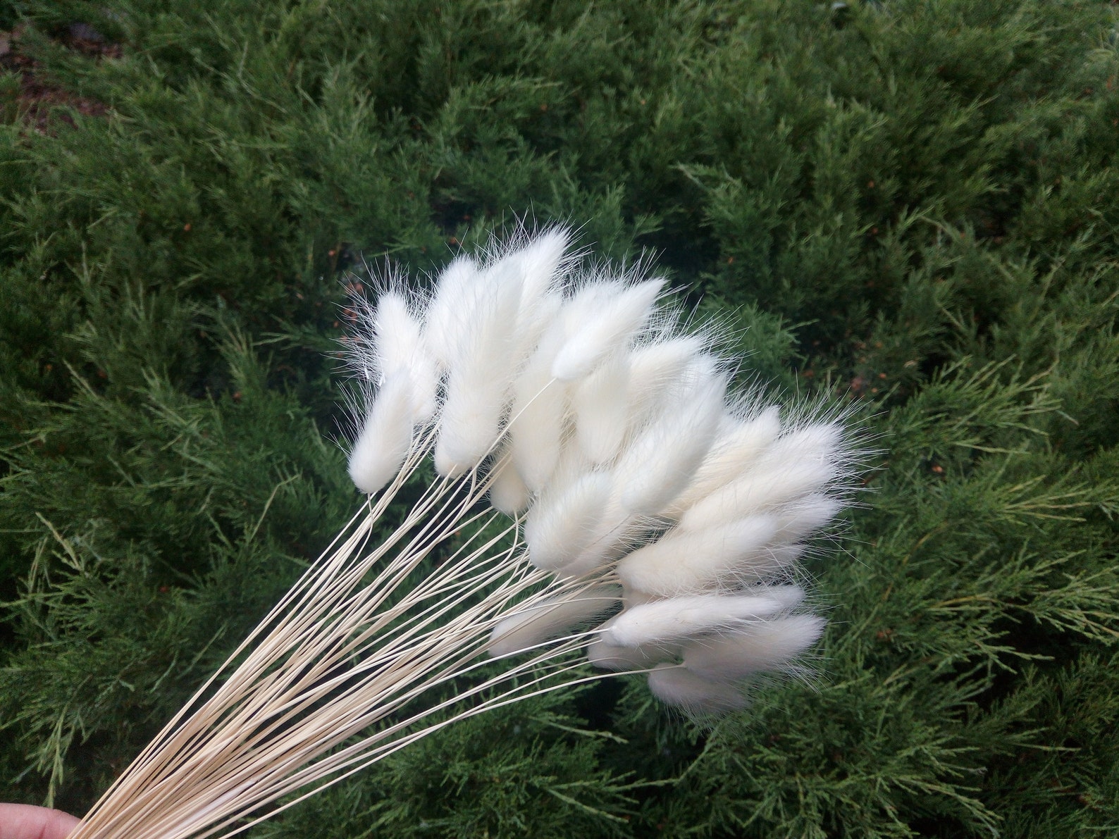 White lagurus Dried Bunny Tail Grass Selected White flowers Etsy