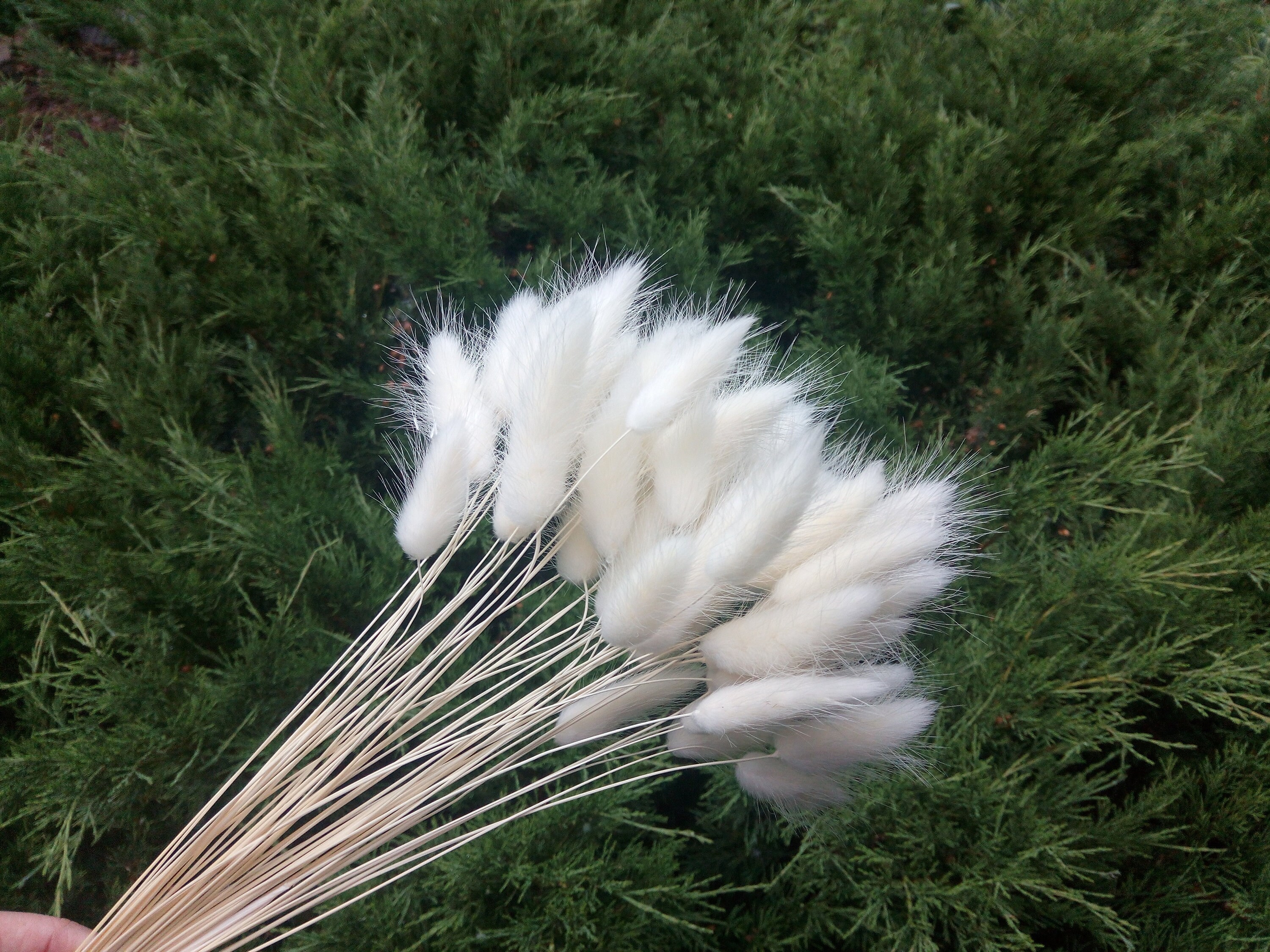 White lagurus Dried Bunny Tail Grass Selected White flowers Etsy