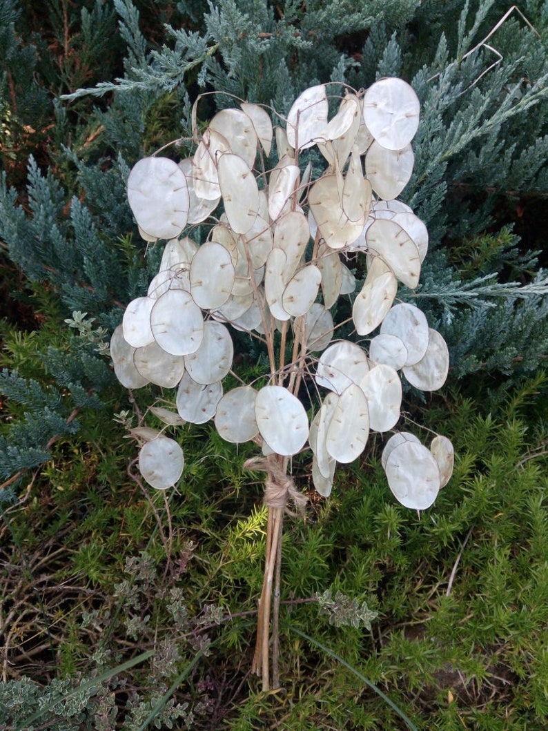15 5 Branches Lunaria Biennis Money Plant dried Silver Etsy