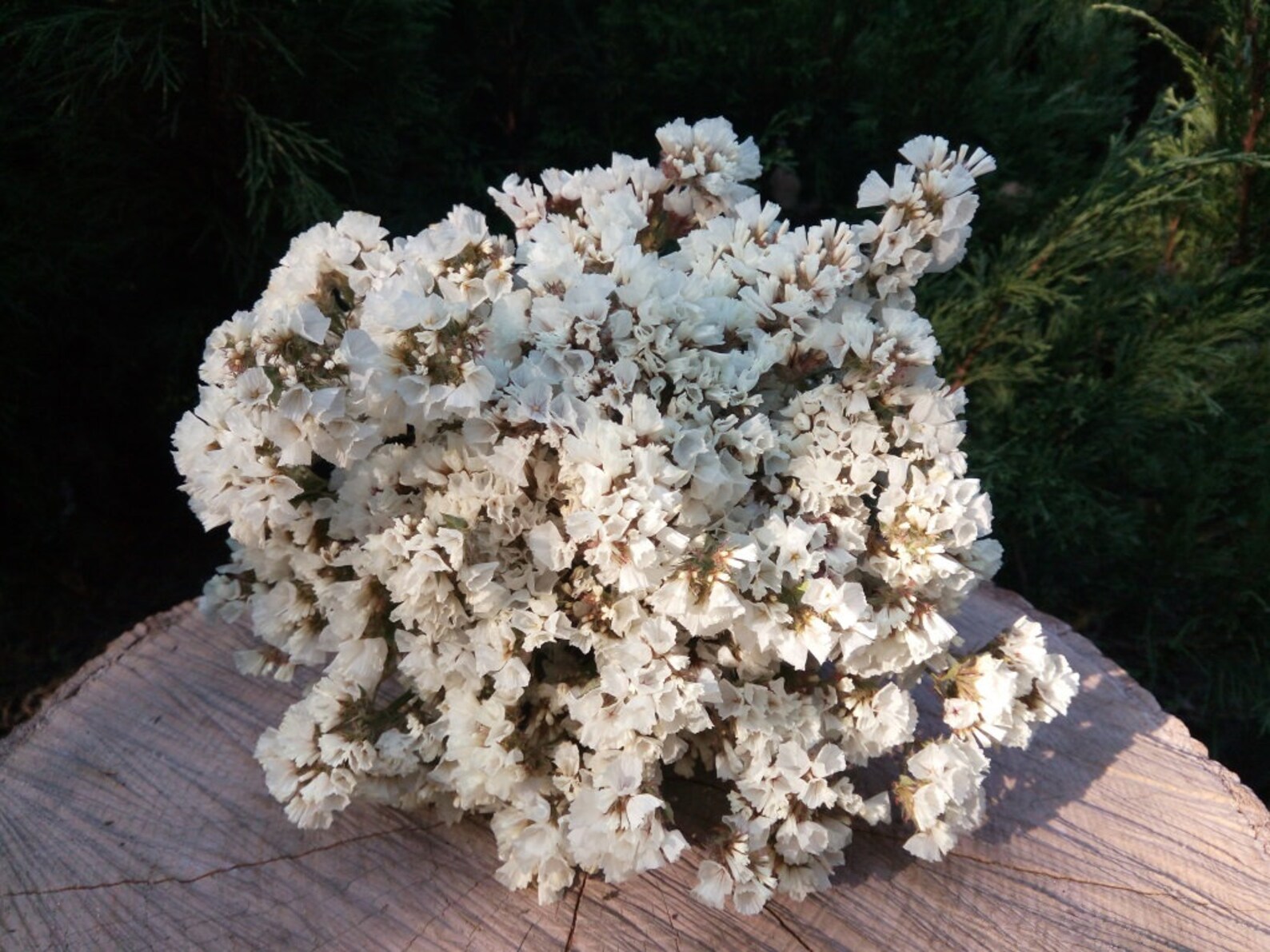 Dried White LIMONIUM white statice wedding flower bouquet a Etsy