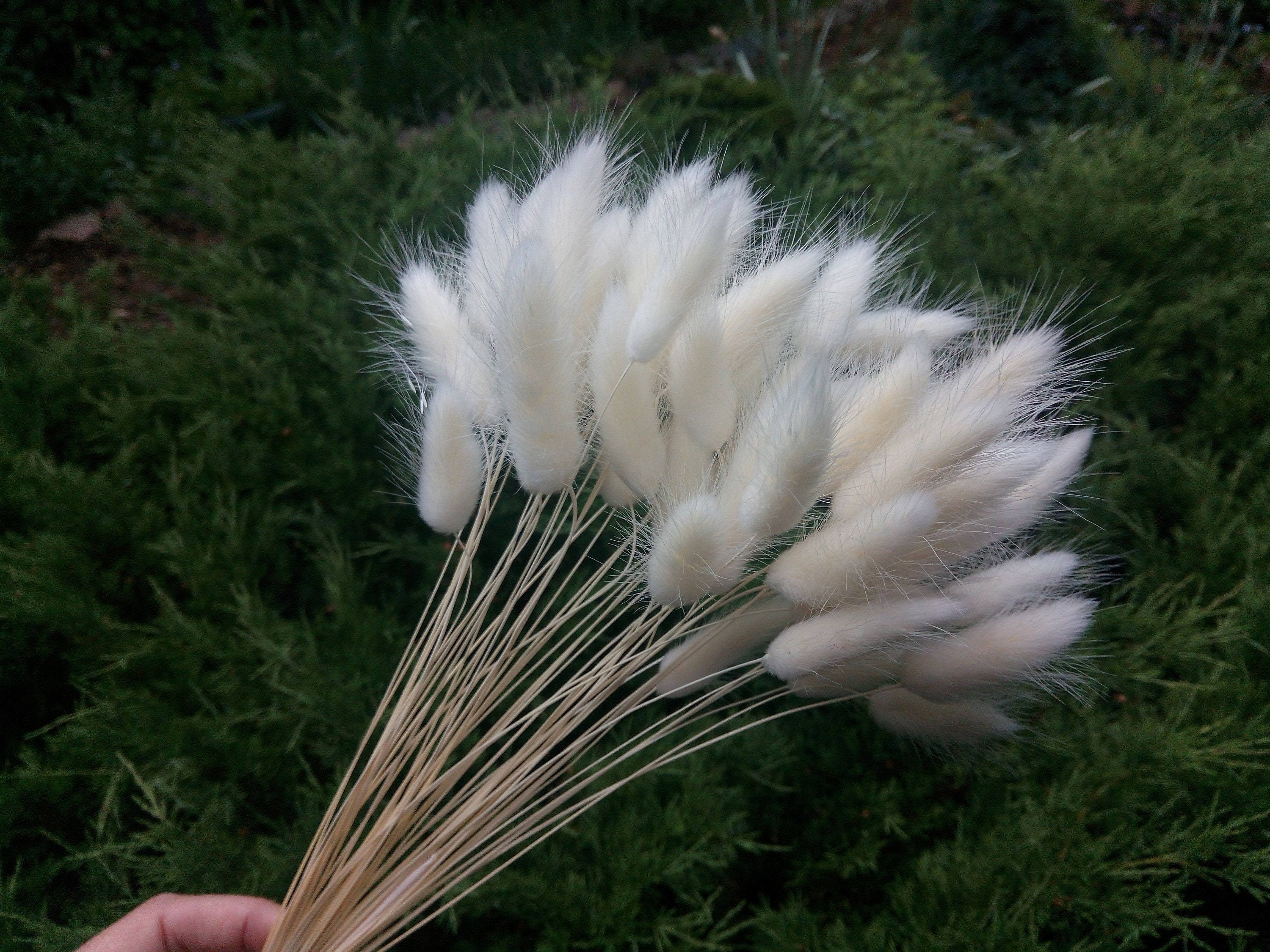 White lagurus Dried Bunny Tail Grass Selected White flowers Etsy
