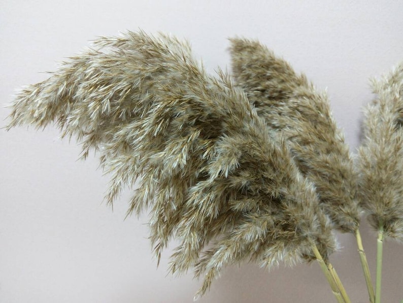 fluffy big Beige Plume Dried pampas grass