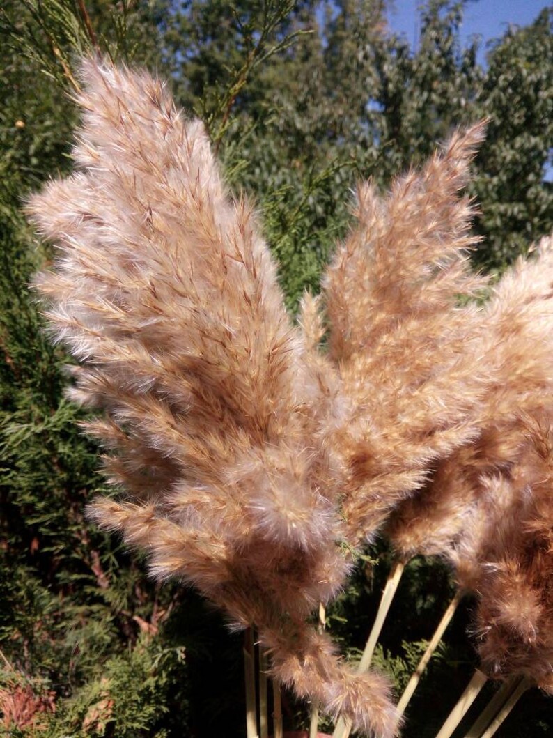 Dried pampas grass fluffy Reed Plume grass Etsy