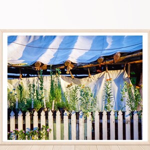 Colonial Williamsburg Travel Photography, Flower Garden, Flower Garden Print, Plants, Botanical Print, Nature Print