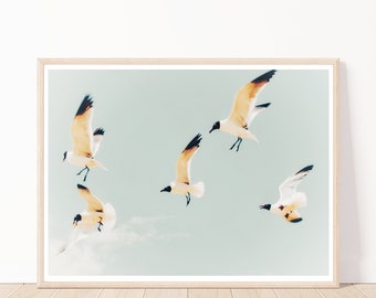Seagulls in Flight Photography Print: Gulf Shores, Alabama