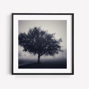 Foggy Morning Tree Print: Black and White Landscape Photography