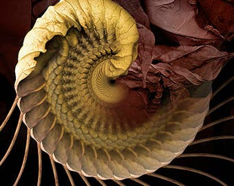 Fine Art Print - Mandala from nature - Revocation Partus 1
