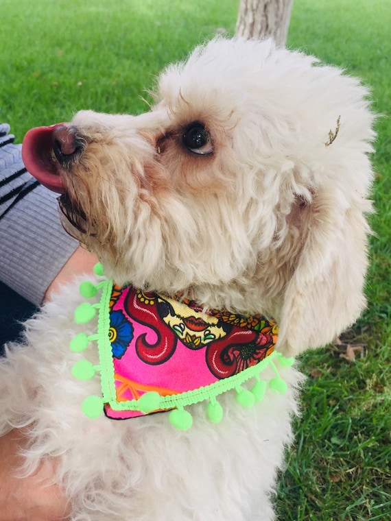 Dog top collar accessories