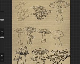 Pilz Procreate Stempel - 25 Pilze