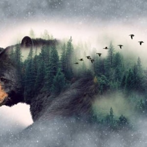 Hoffman Call of the Wild Soft Cuddley Black Bear Nature Cotton Quilt Panel 29 x 59