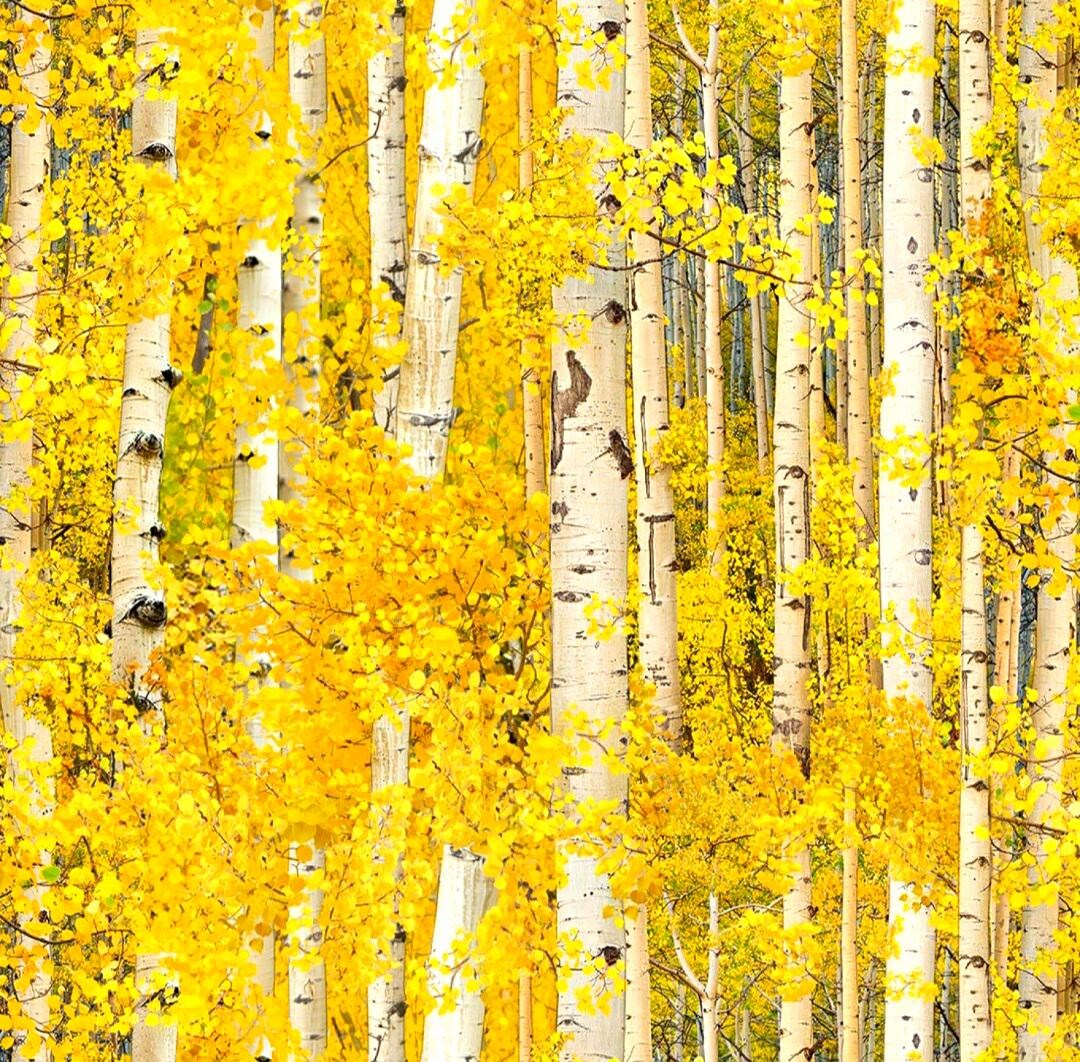 Elizabeth Studio Landscape Medley Birch Trees With Bright Yellow Leaves ...