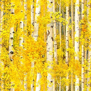 May include: A vibrant image of a forest filled with tall, white-barked aspen trees. The trees are densely packed, and their branches are adorned with bright yellow leaves, creating a sunny, autumnal scene. The overall effect is a rich display of color and texture.