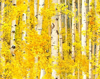 Tissu pour courtepointe en coton Elizabeth Studio Landscape Medley, bouleaux et feuilles jaune vif