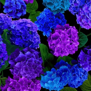 Timeless Treasures Midnight Bloom Blue and Purple Large Hydrangea Flowers Cotton Quilt Fabric