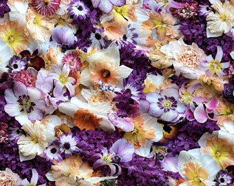 Maywood Studio Hand Picked Floral Fabric, Purple Peach Cream Flowers, Botanical Garden Cotton Quilting Fabric by the Yard, Craft Material