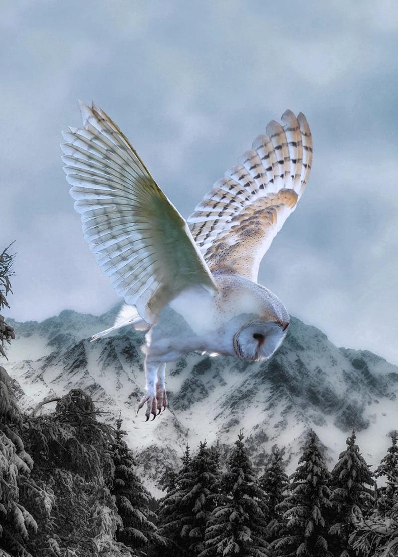 May include: A barn owl in flight with wings fully extended, showcasing white and light brown feathers. The owl is positioned above a dense forest of snow-covered pine trees and a large, jagged mountain range under a cloudy, overcast sky.