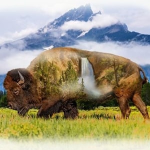 Hoffman Call of Wild Buffalo/Bison Scenic Mountain Landscape Cotton Fabric Quilt Panel 31" x 43"