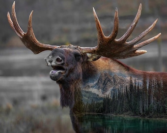 Hoffman Call of the Wild Deep Earth Moose Cotton Quilt Panel 33" x 43"