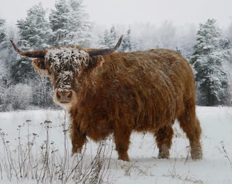 Hoffman Call of the Wild Highland Cow Fabric Panel, Winter Snow Cattle Scenic Quilting Cotton, Wildlife Farm Animal Quilt Panel 32 x 43