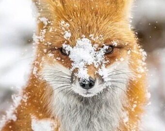 Hoffman Call of the Wild Snowy Fox Cotton Quilt Fabric Panel 31" x 44"